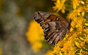 brown butterfly perching flower HD wallpaper
